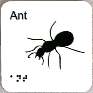 ant