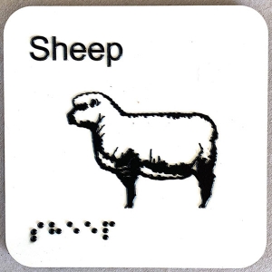 sheep